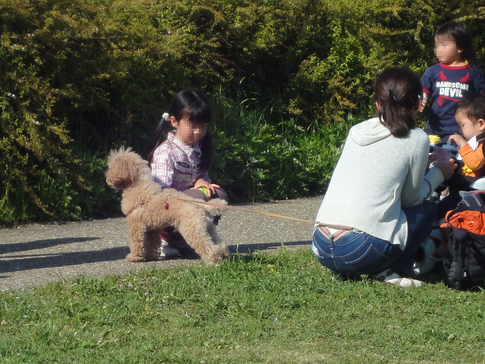 愛犬と一緒に遊べる公園や施設のイメージ写真（ドッグラン）