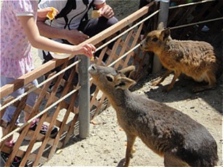 動物や植物とふれあえる遊び場のイメージ写真（動物園・牧場